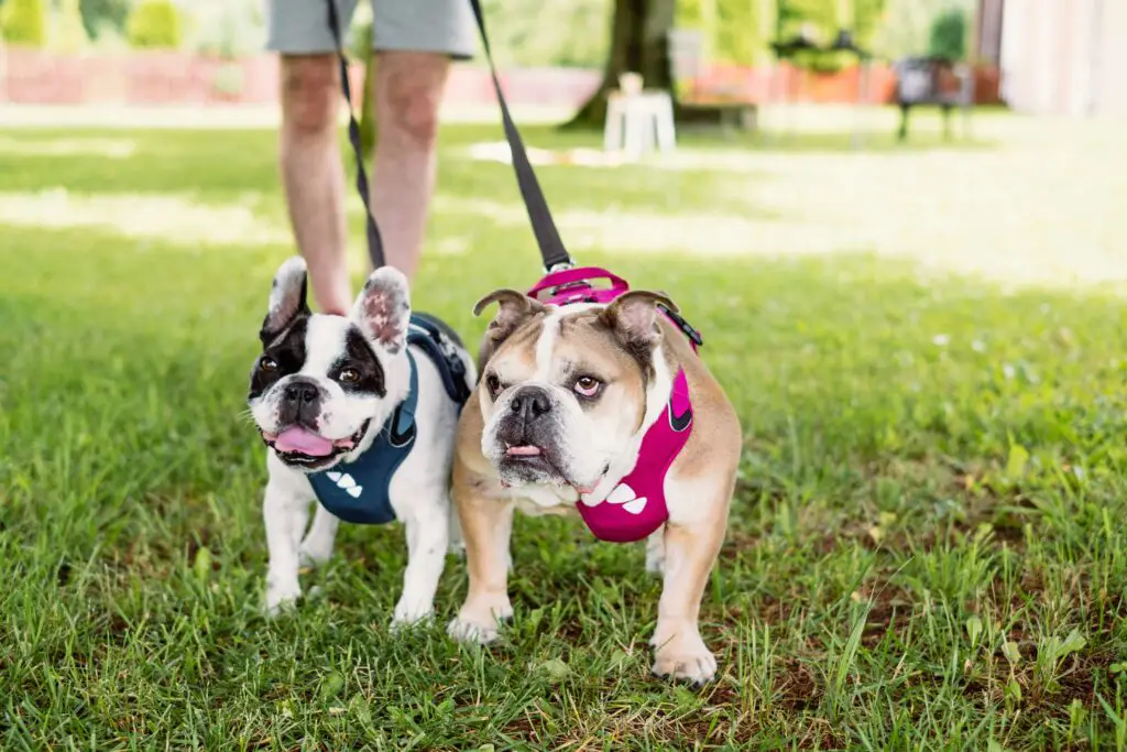 pet insurance cost