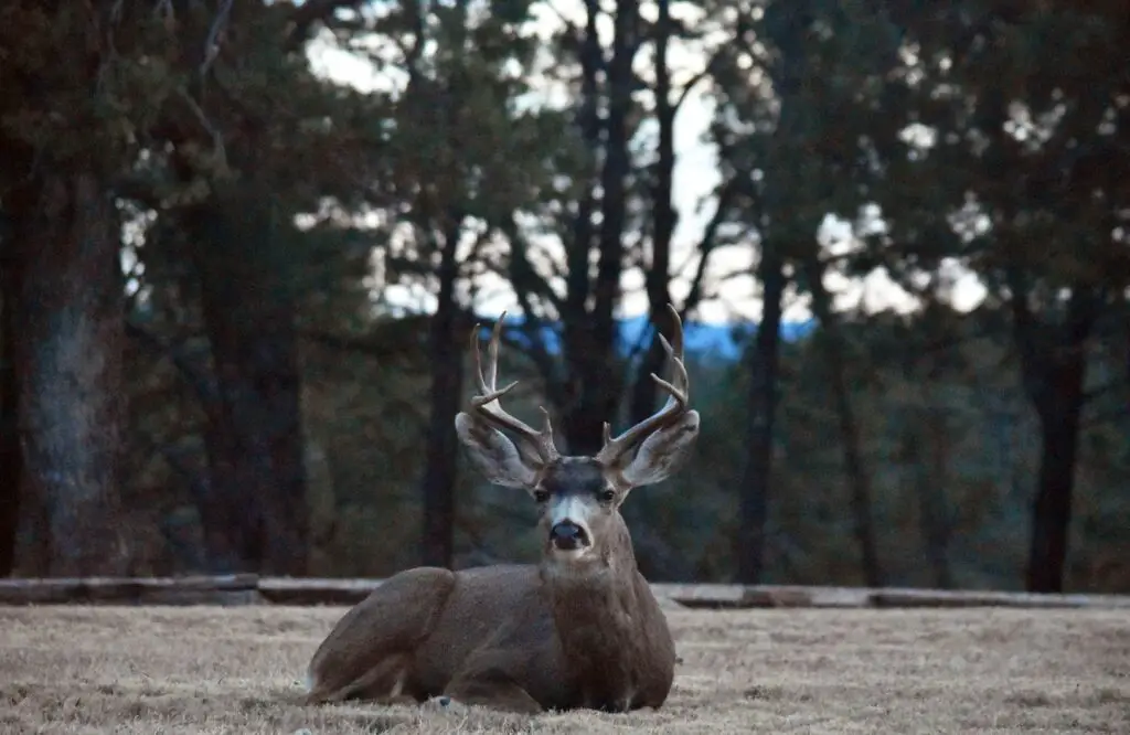 Does Liability Insurance Cover Hitting a Deer