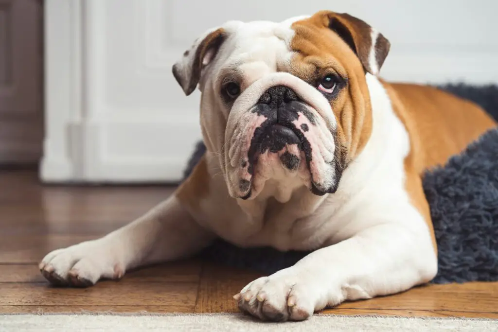 british bulldog insurance