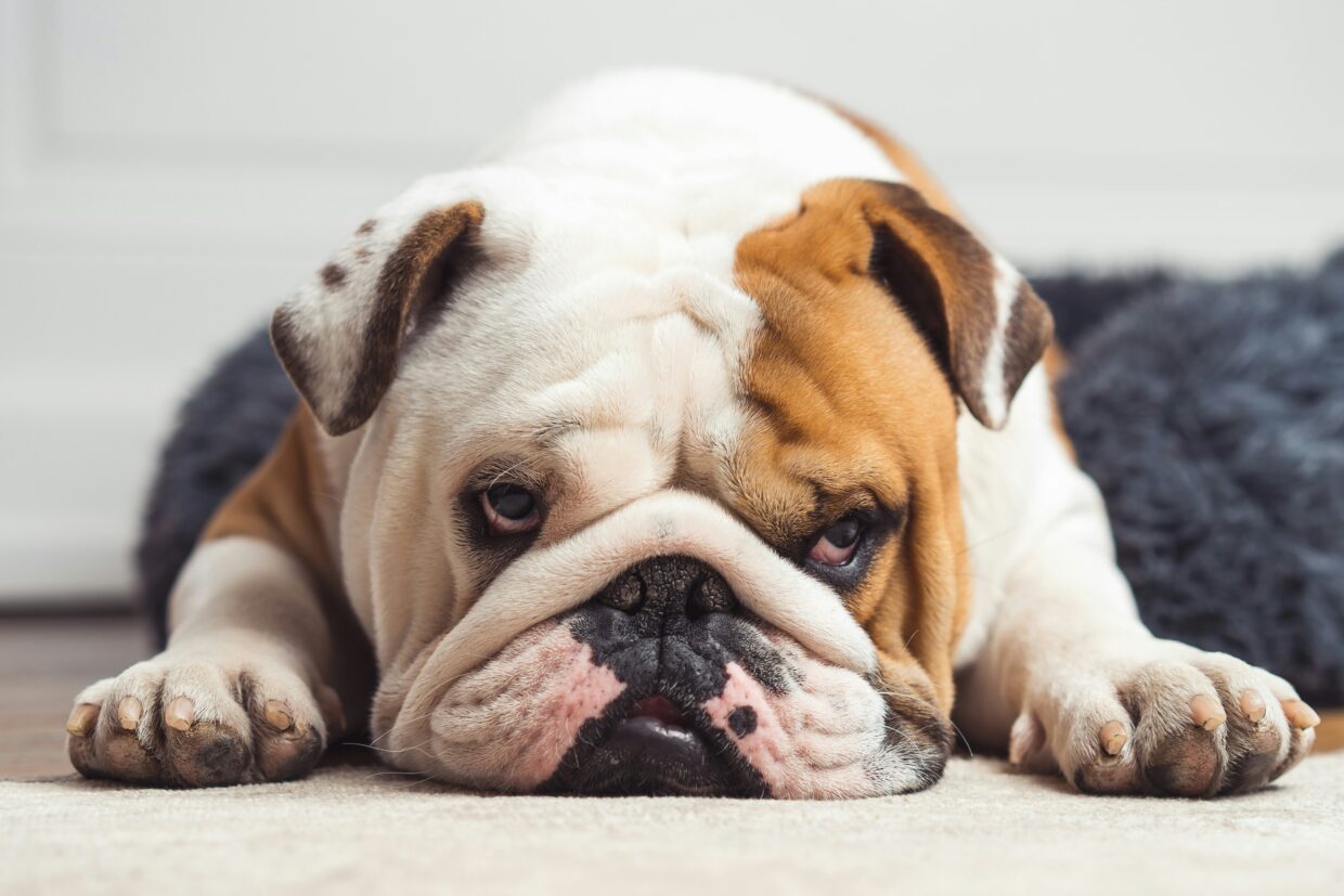 british bulldog insurance