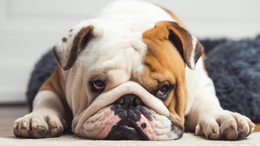 british bulldog insurance