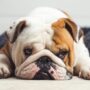 british bulldog insurance
