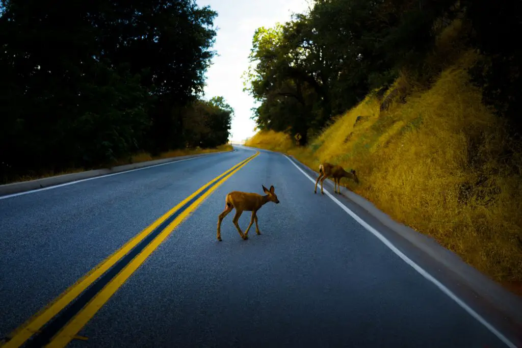  hitting a deer