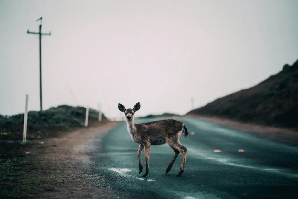 Deer car accident