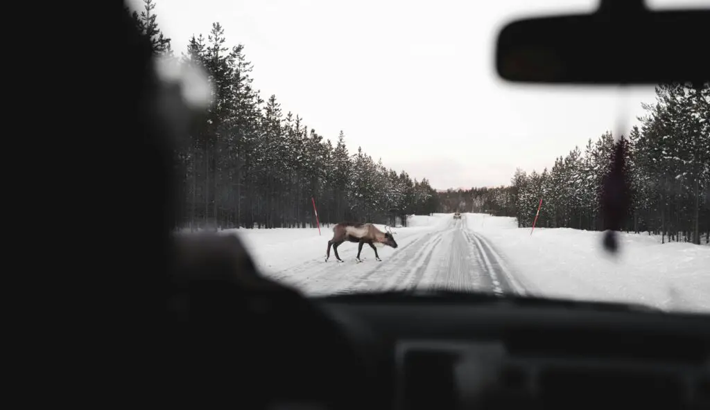Does Liability Insurance Cover Hitting a Deer