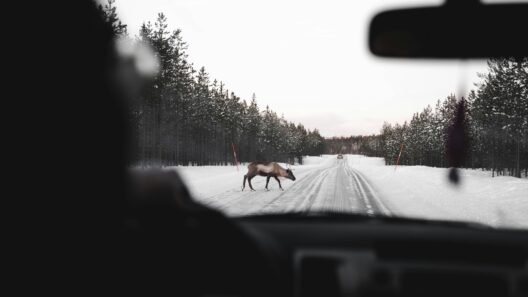 Does Liability Insurance Cover Hitting a Deer
