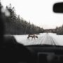 Does Liability Insurance Cover Hitting a Deer