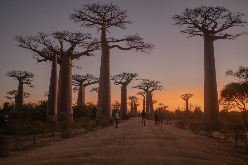 Baobab-Allee bei Sonnenuntergang während der Trockenzeit in Madagaskar