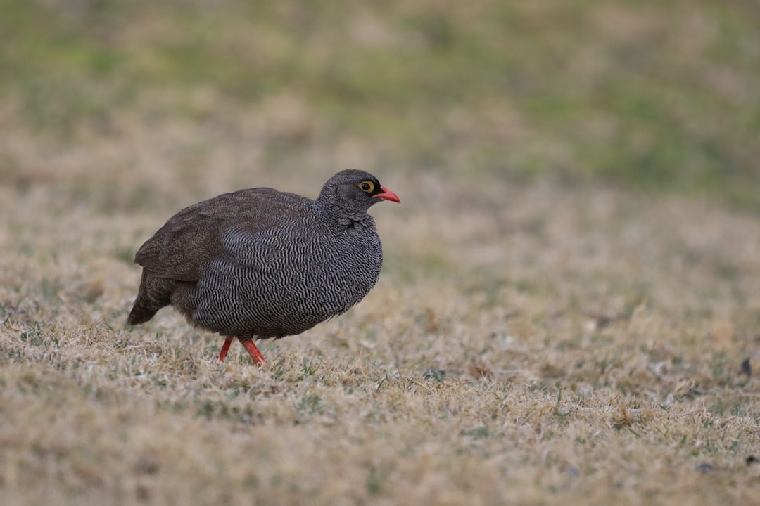 beste reisezeit namibia safari Bild
