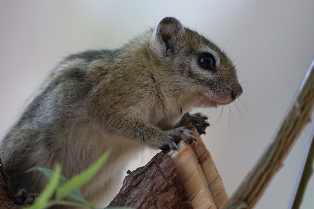 beste reisezeit namibia safari Thema Bild