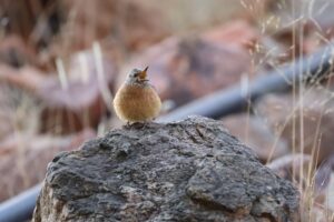 Beste reisezeit namibia safari titelbild