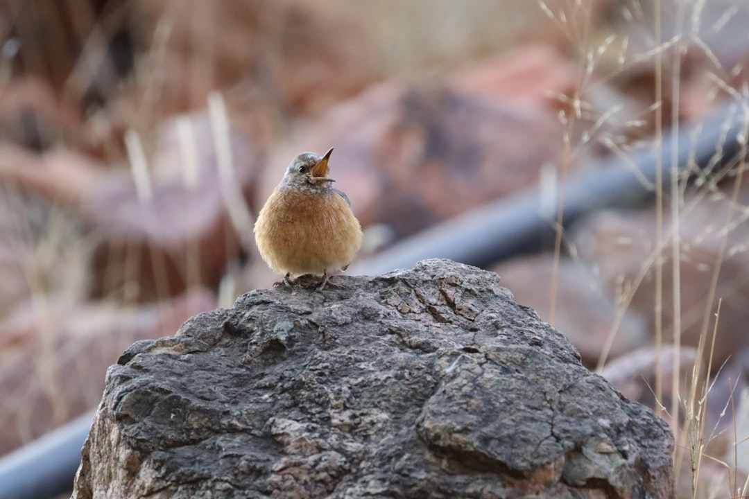 Beste reisezeit namibia safari titelbild