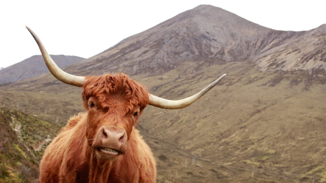 schottische inseln Bild