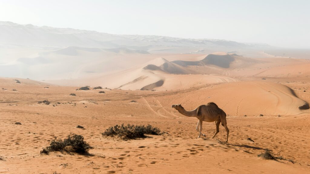 Camel in the desert of Wahiba Sands, Oman