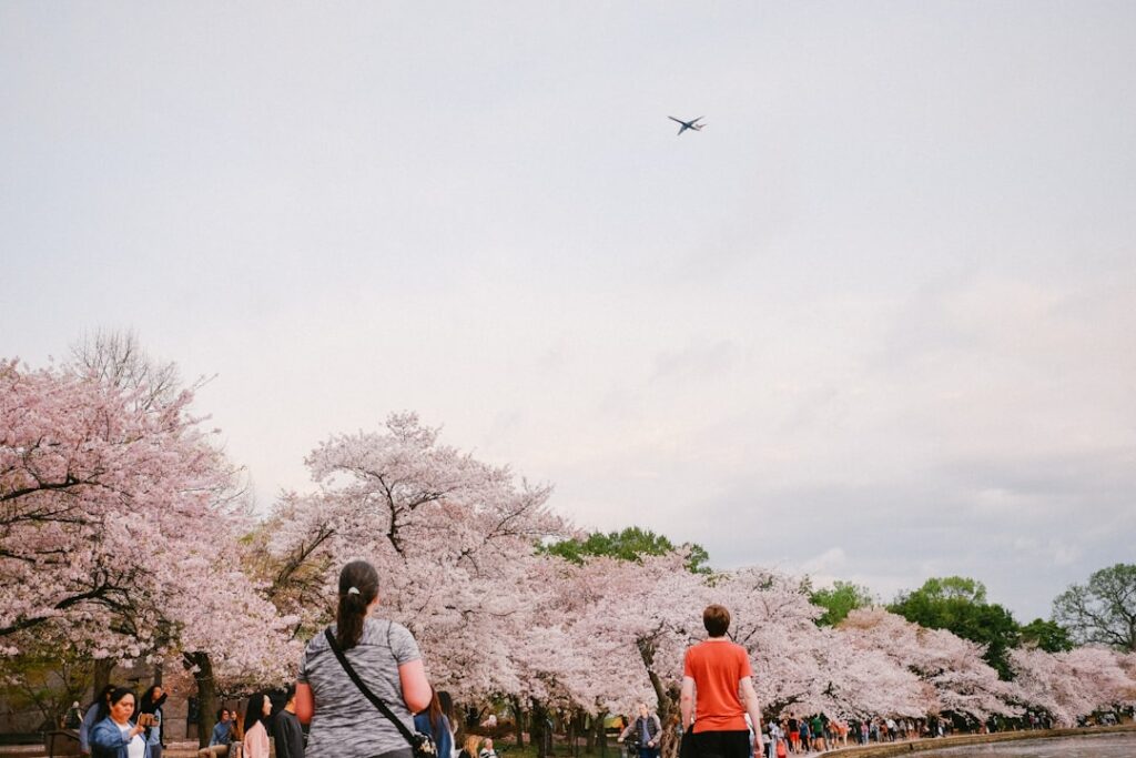 Kirschblüte japan beste reisezeit titelbild