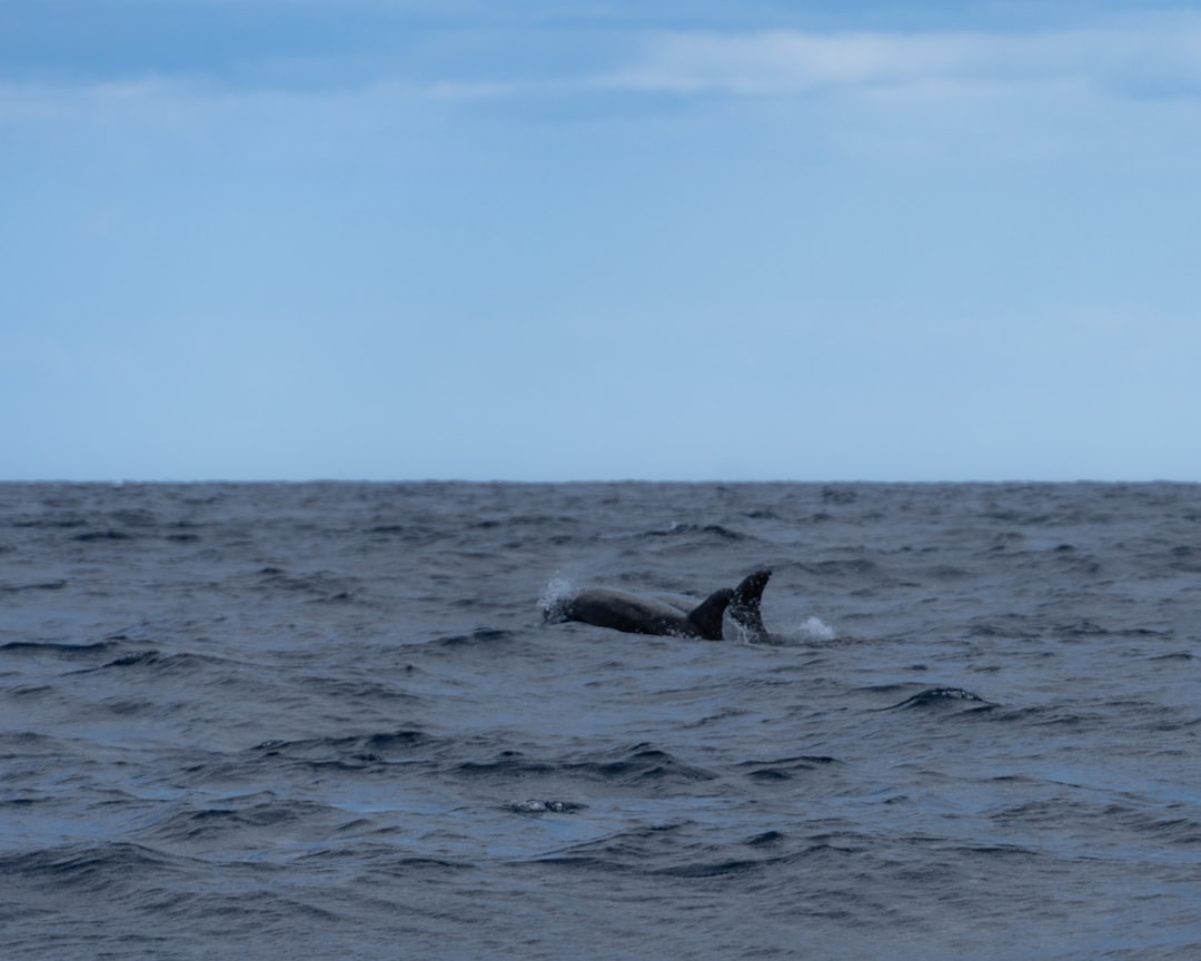 Beste Reisezeit Azoren (du hast nur einen kurzen, einen neuen langen lohnt sich) Bild