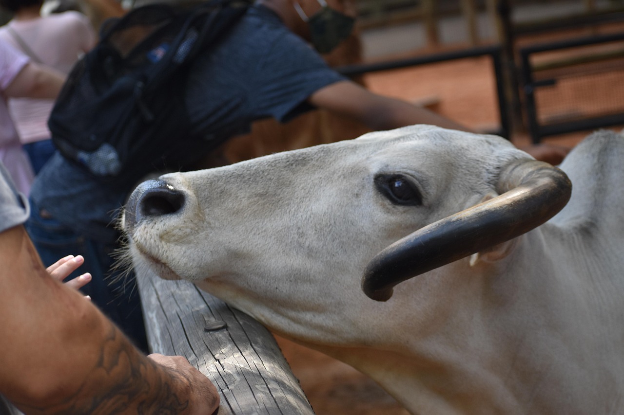 Wo ist es im Sommer nicht zu heiß? Bild