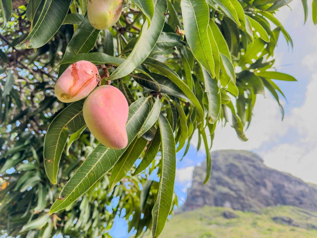 Mauritius oder Madagaskar? Welches Inselparadies passt besser zu deinem Reisestil? Bild