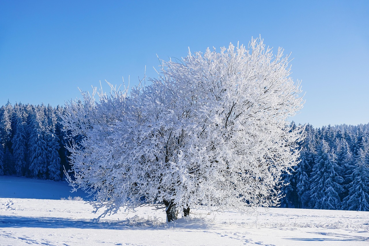Die besten Ostsee-Inseln für den Winter (Rügen, Hiddensee, Fehmarn) Bild