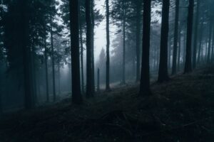 urlaub im schwarzwald Bild