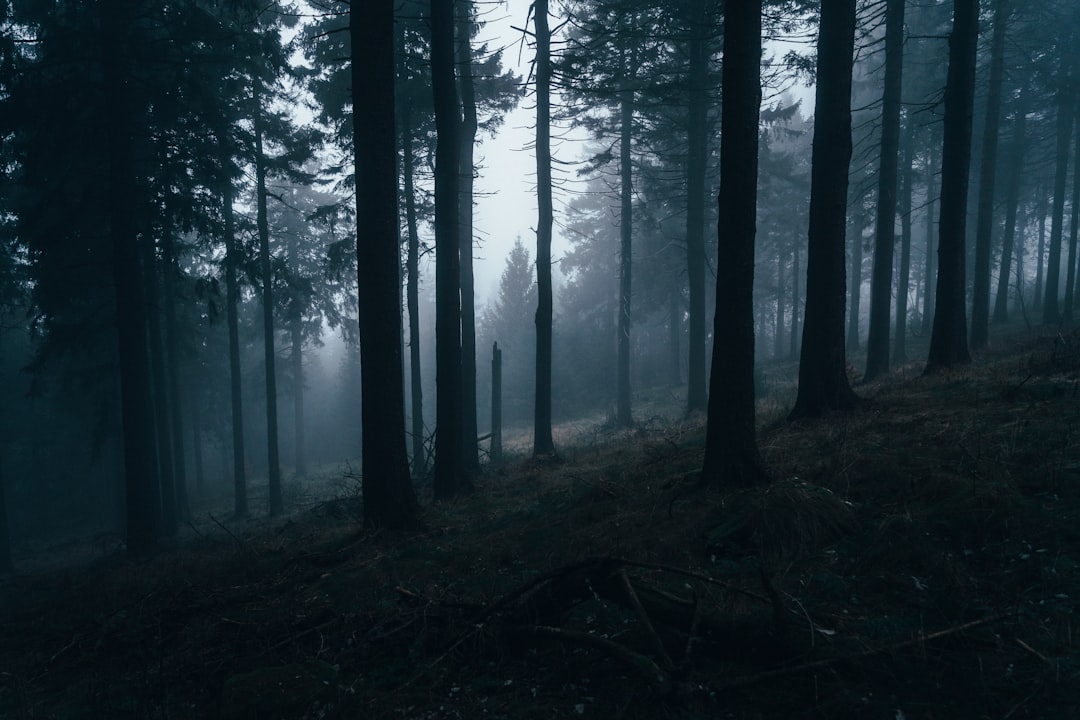 urlaub im schwarzwald Bild