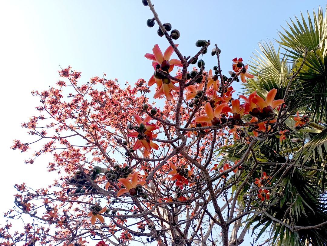 Silvester auf einer Insel – Die 10 spektakulärsten Orte weltweit Bild