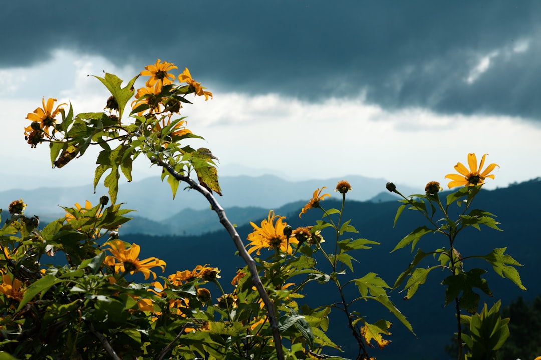 Kann man Thailand während der Regenzeit bereisen? Thema Bild