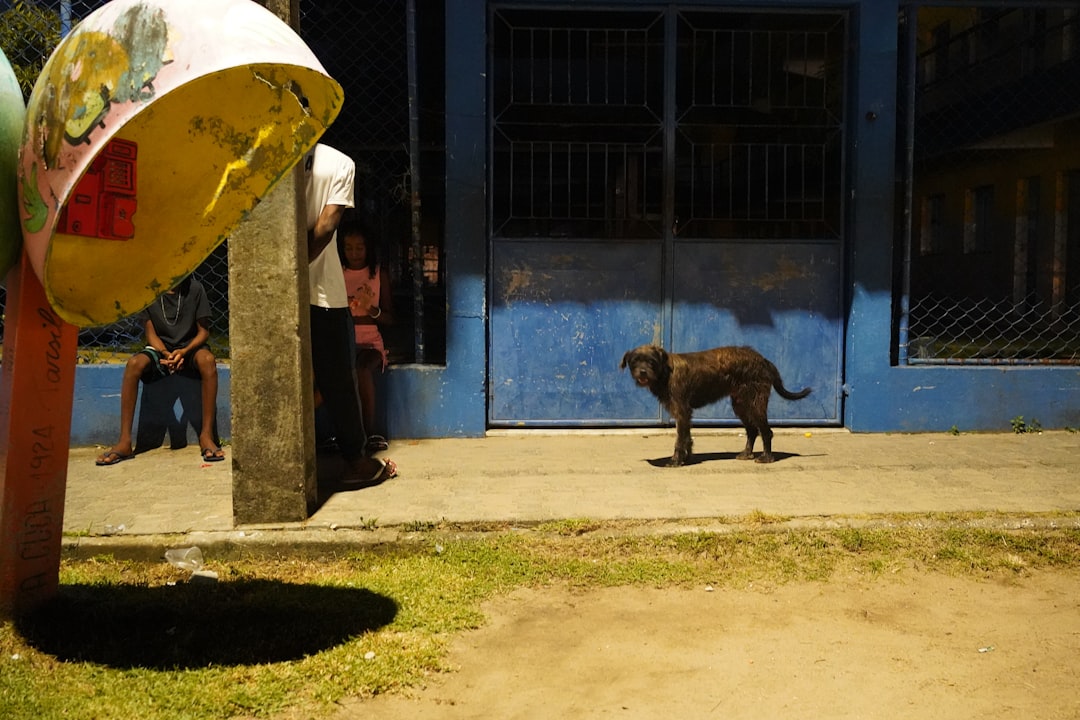 urlaub mit hund Thema Bild