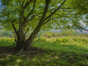 1. Weiß-blaue Häuser und Kirchen auf Santorin mit Blick auf die Ägäis bei Sonnenuntergang.