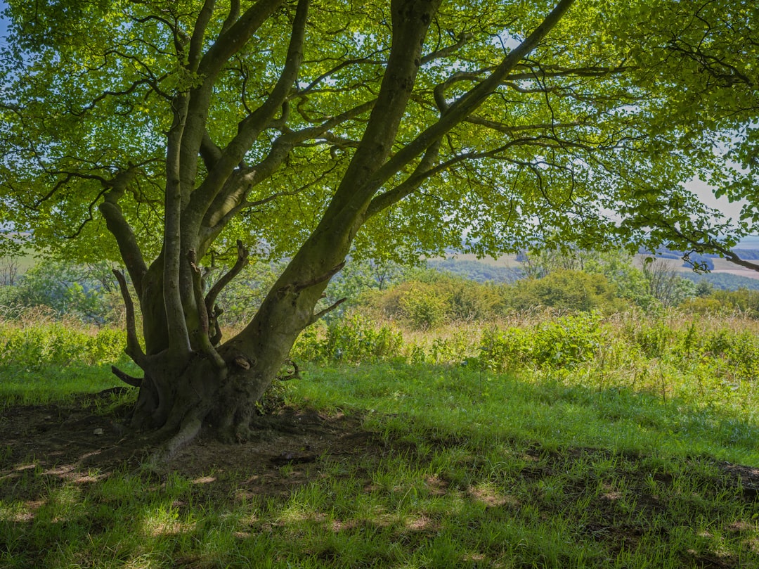1. Weiß-blaue Häuser und Kirchen auf Santorin mit Blick auf die Ägäis bei Sonnenuntergang.